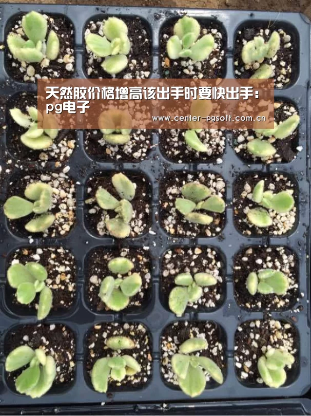天然胶价格增高该出手时要快出手:pg电子(图2) pg电子游戏模拟器